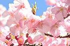【本館】日本庭園にある河津桜の開花状況について（2月13日現在）